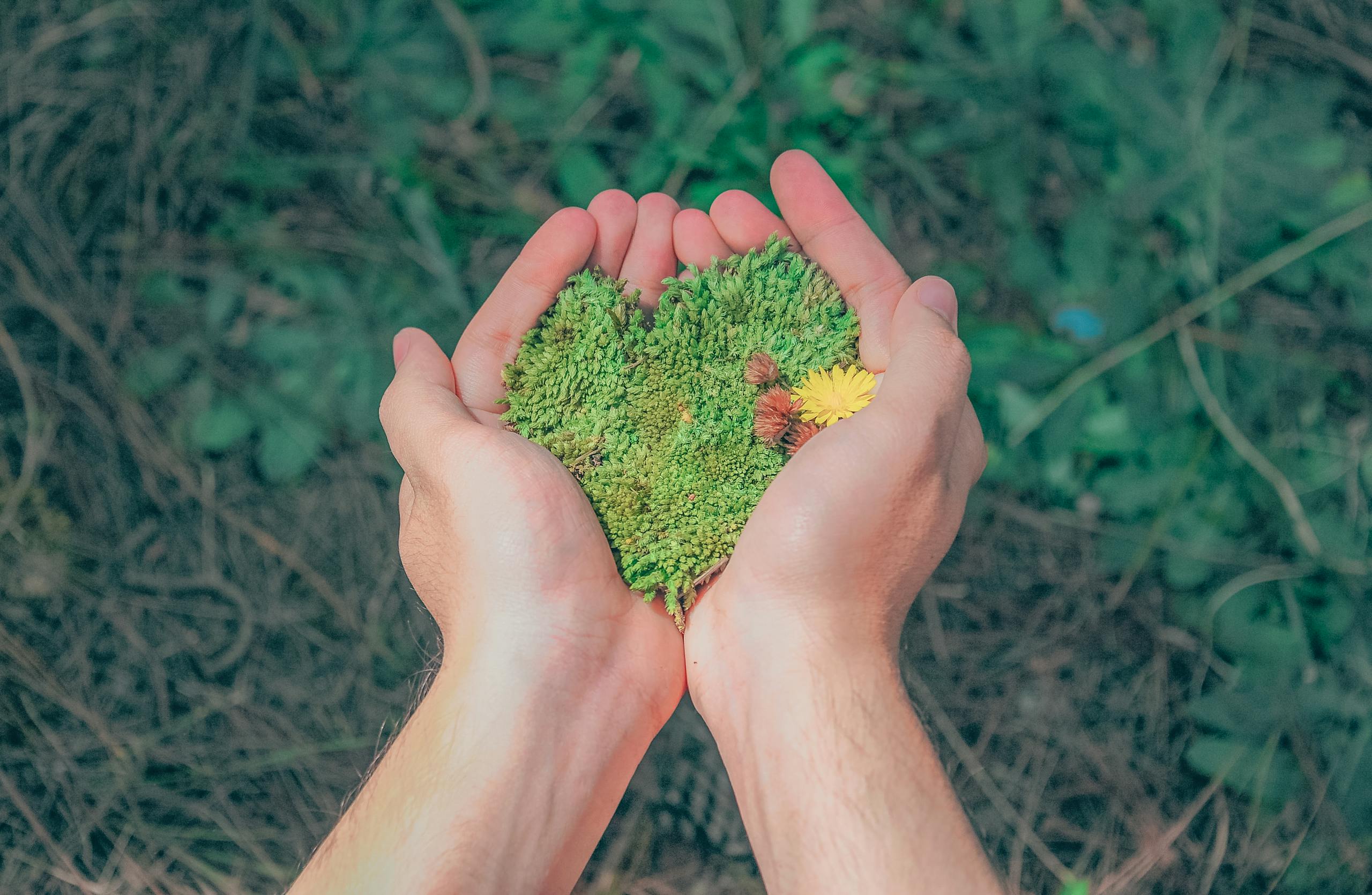 Hands in a natural setting holding heart-shaped moss, symbolizing love for nature.